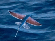 Летючі рибки Exocoetidae - iPress.ua
